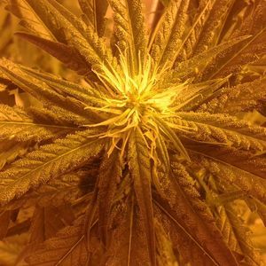 Meet your Posher, Darrin